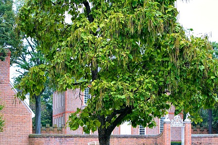 Catalpa Tree with Seed pods