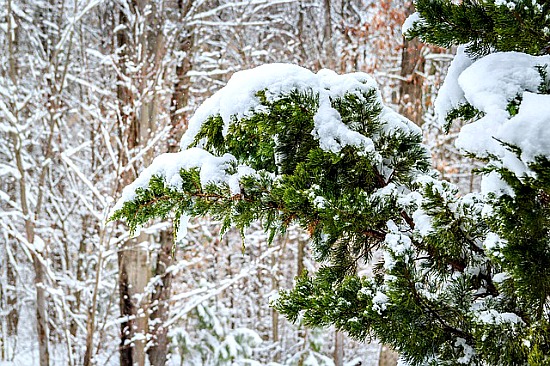 Snow on Eastern Red Cedar Tree