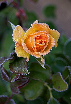 Frost on Flower