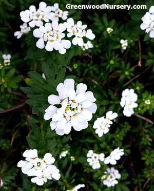 Iberis Purity Candytuft Ground Cover with White Flowers