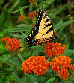 Butterfly Milkweed to attract Monarch Butterfly