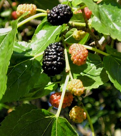 Tips on growing raspberry plants