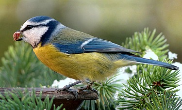 Attract Songbirds to Your Garden