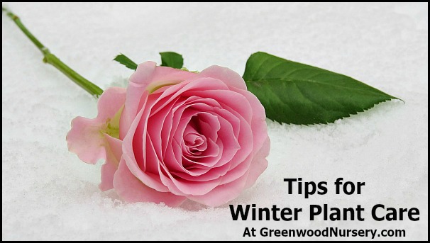 Tips For Winter Plant Care