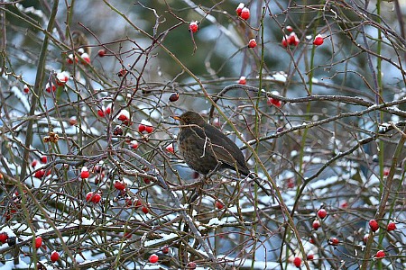 Bird eating berries and rose hips in winter