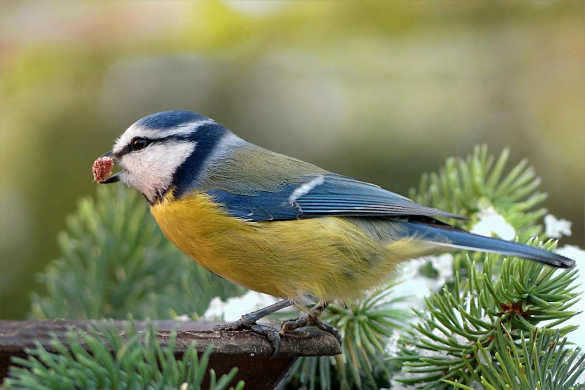 attract songbirds to your garden