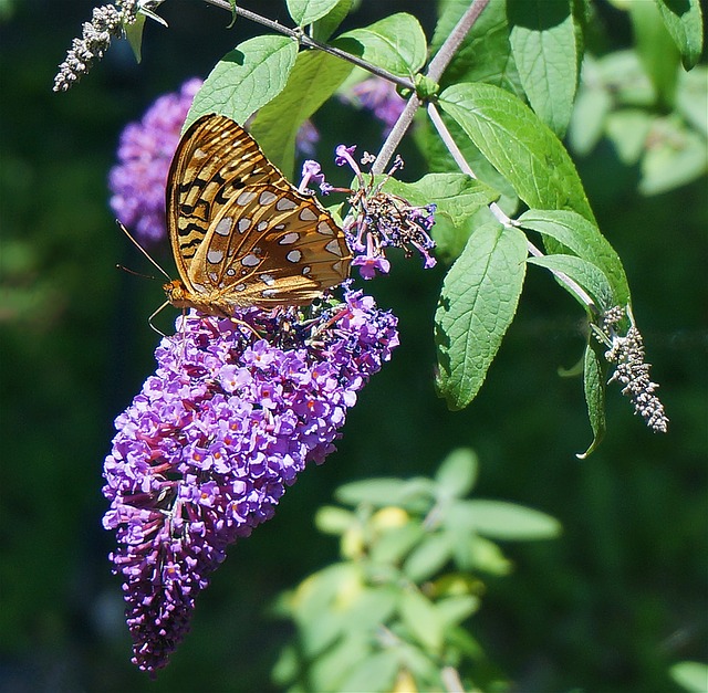 Butterfly on butterfly bush flower