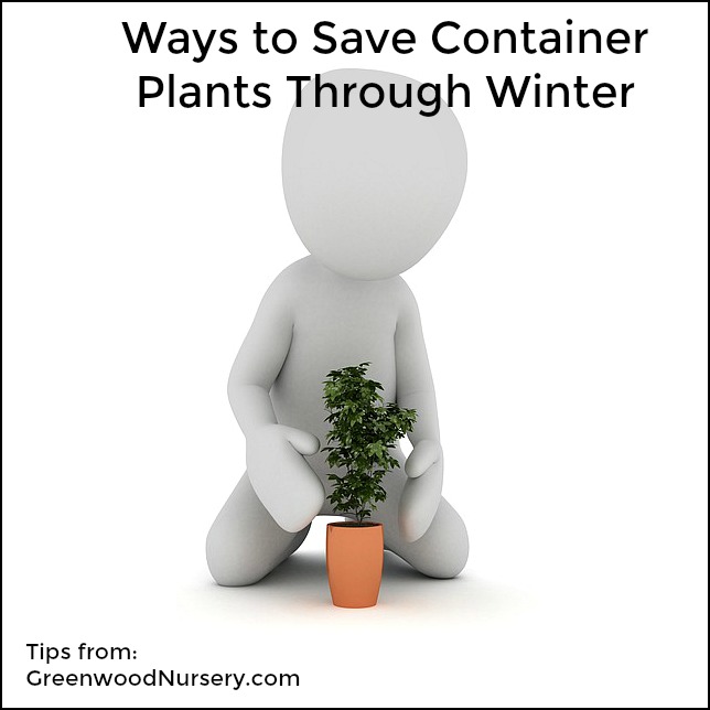 how to save container plants through winter