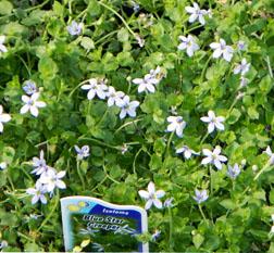 Garden Besties: 7 Companion Plant Pairings for Long-Lasting Beauty