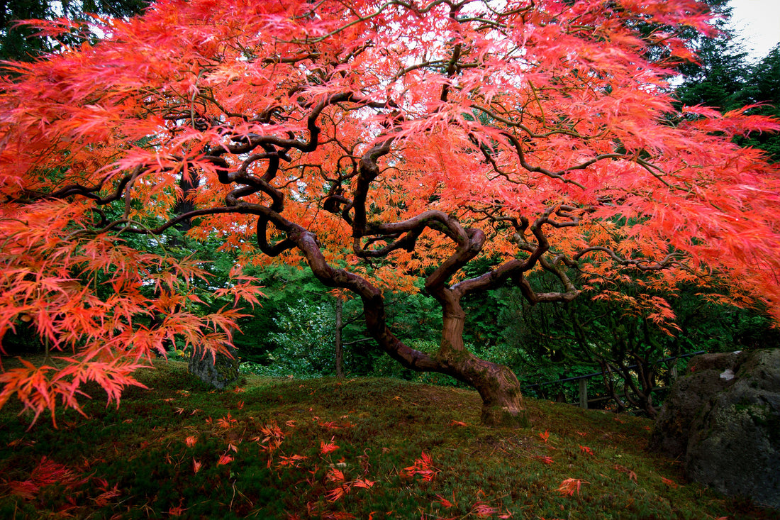 Celebrate Earth Day - plant some trees!