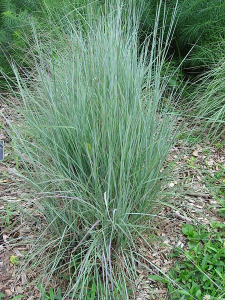 Signs of Gopher Damage and How to Control Them