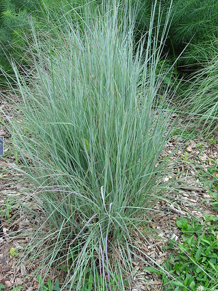 Signs of Gopher Damage and How to Control Them