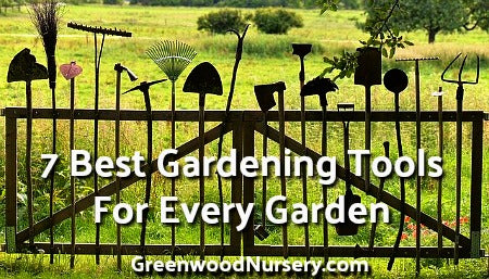 Maintaining Flowering Shrubs to Avoid Excessive Growth