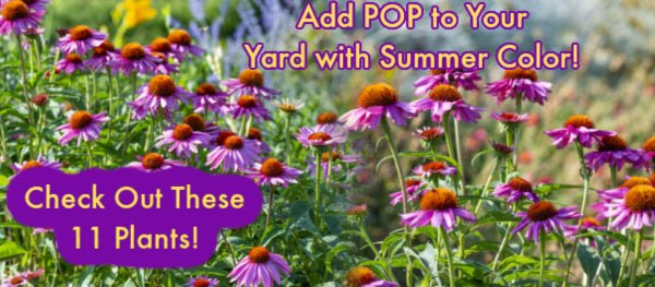 11 Plants to Add Popping Colors to Your Yard This Summer!