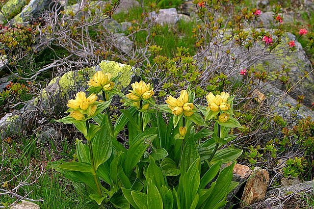 Planting Small Fruiting Plants within the Landscape an Age Old Idea