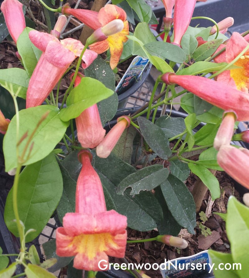 Tangerine Beauty Bignonia or Crossvine Now Shipping!