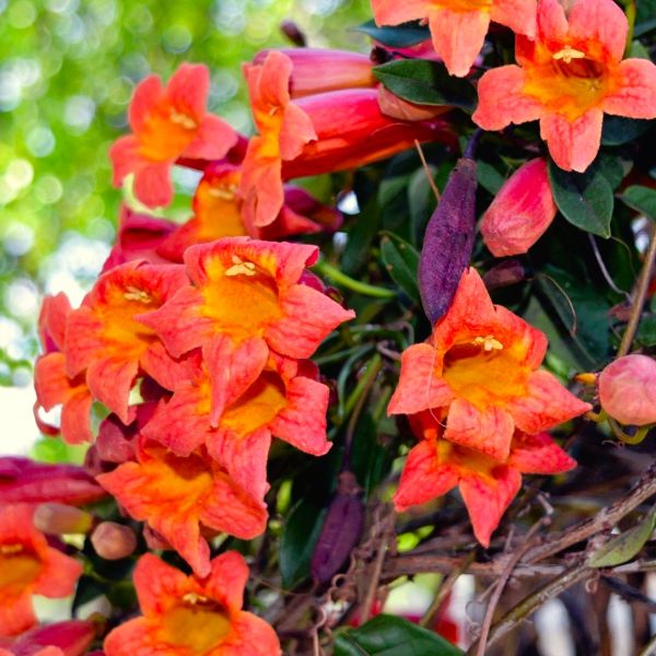 Wholesale Nursery Tree Broker