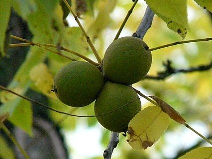 The Bold Black Walnut Trees For Timber