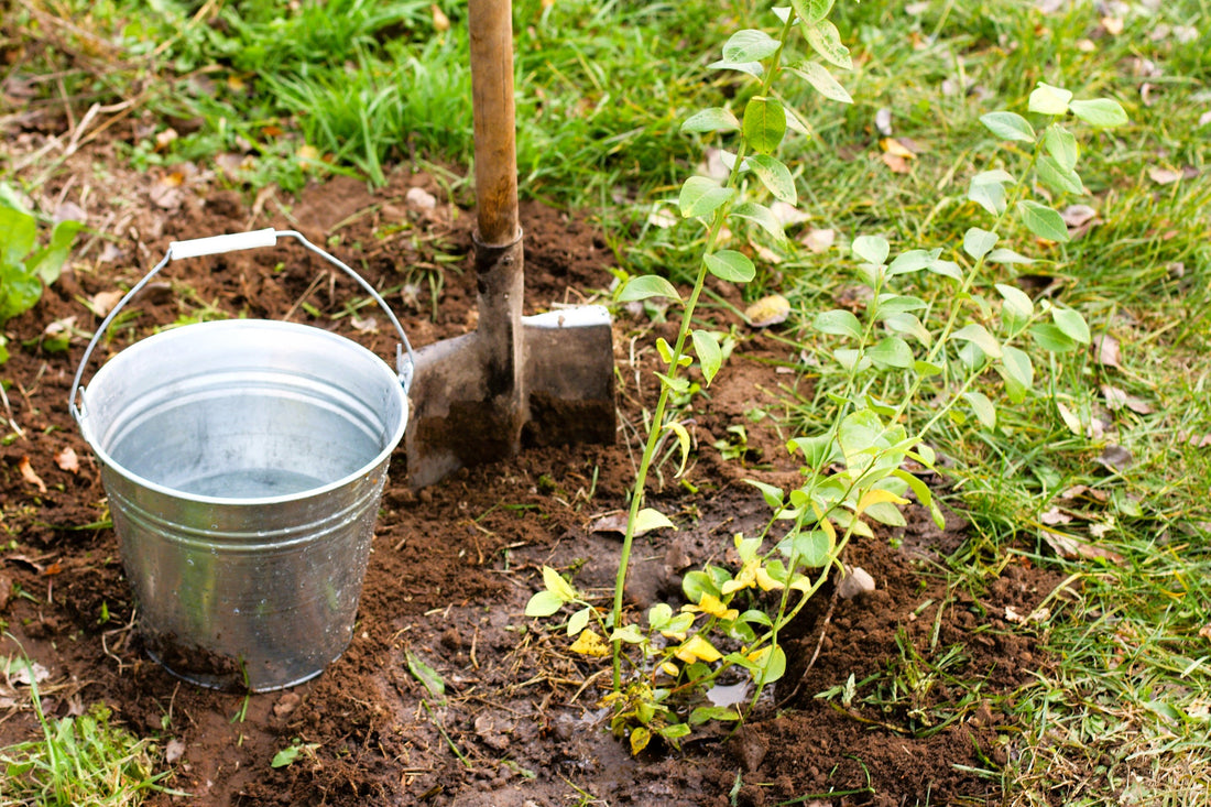 Planting Blueberry Plants