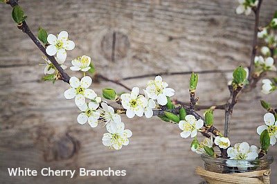 Forcing Branches This Spring