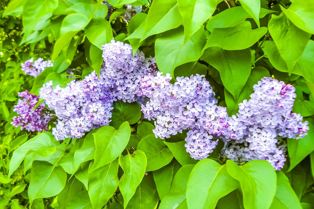 Planting Buddleia Plants | Butterfly Bushes