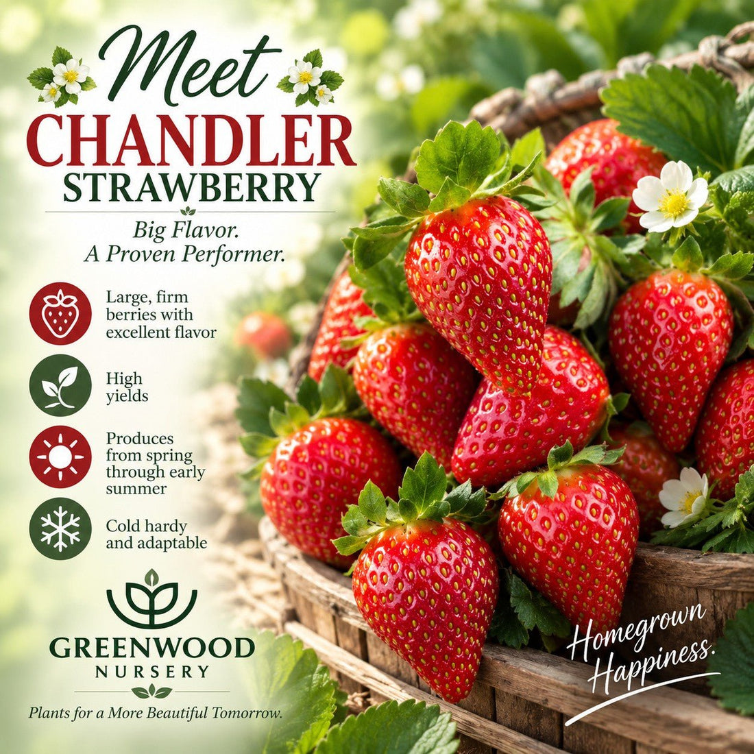 Basket filled with ripe Chandler strawberries and white blossoms in a lush green garden, with text reading ‘Meet Chandler Strawberry – Big Flavor. A Proven Performer. Greenwood Nursery – Plants for a More Beautiful Tomorrow. Homegrown Happiness.’”