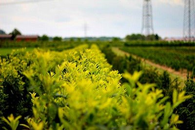 Skip Laurels Now in Stock for Fall and Winter Planting