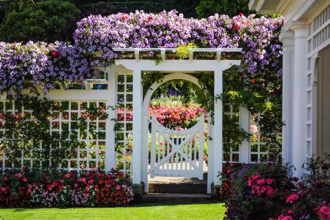 Planting Clematis