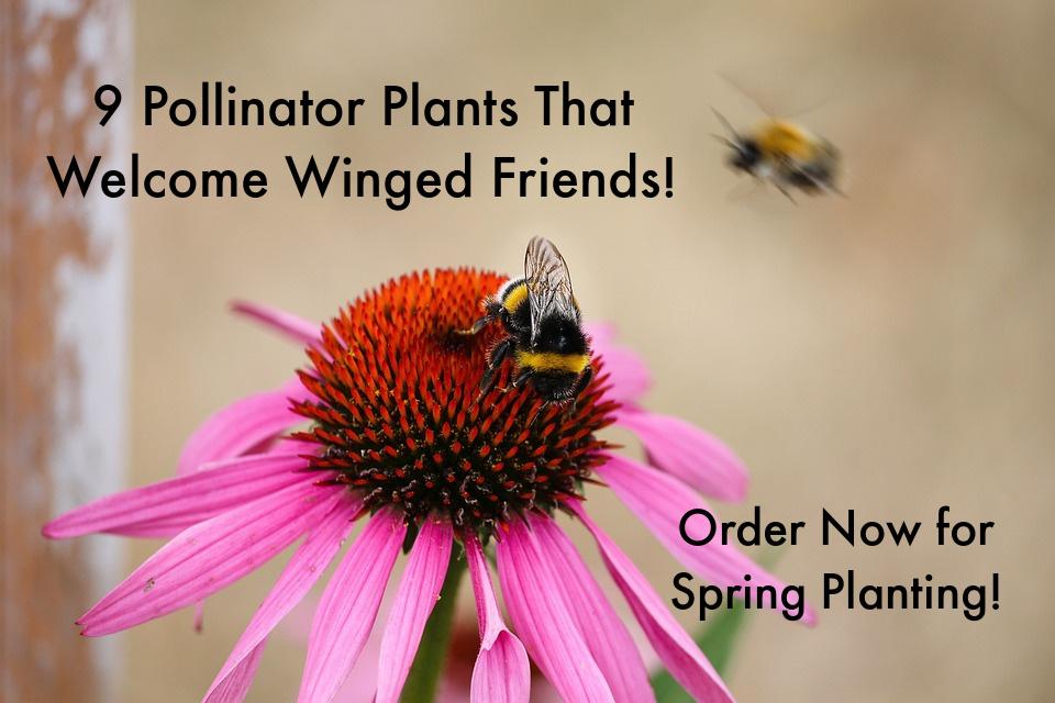 9 Best Pollinator Plants to Attract Bees, Butterflies & Hummingbirds to Your Yard and Garden