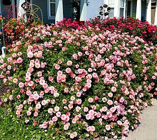 Knock Out Roses 3 Years Later! | Greenwood Nursery