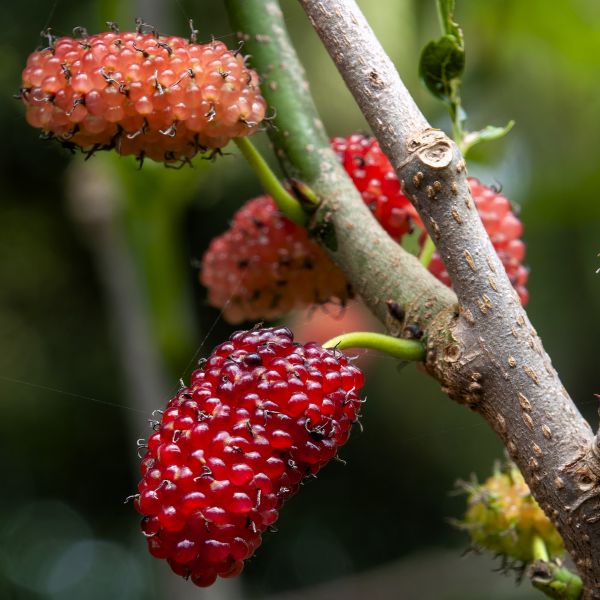 Tips on Growing Raspberries