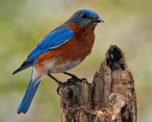 Best Tips On Gardening For Bluebirds