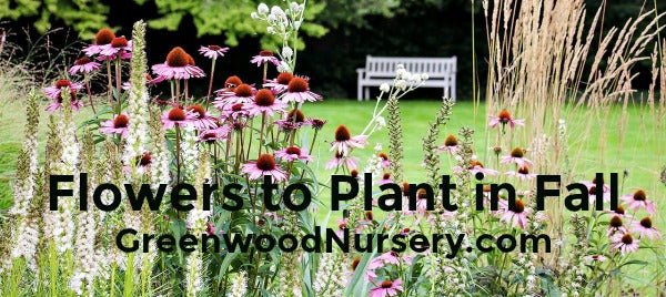 Flowers to Plant in the Fall