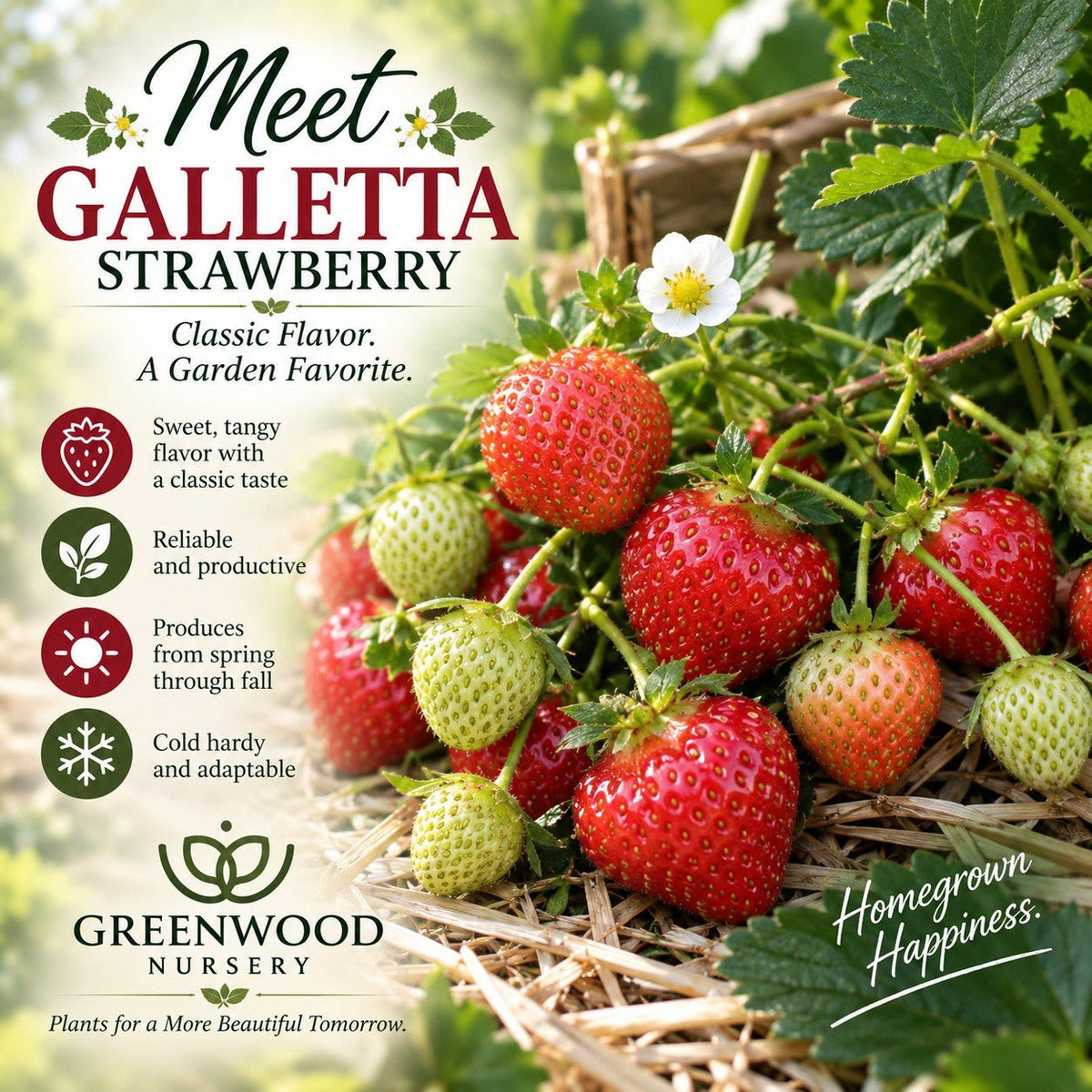 Ripe and unripe Galletta strawberries growing on a leafy plant over straw mulch, with visible text highlighting the variety’s classic sweet‑tangy flavor, reliable productivity, long harvest season, and Greenwood Nursery branding.”