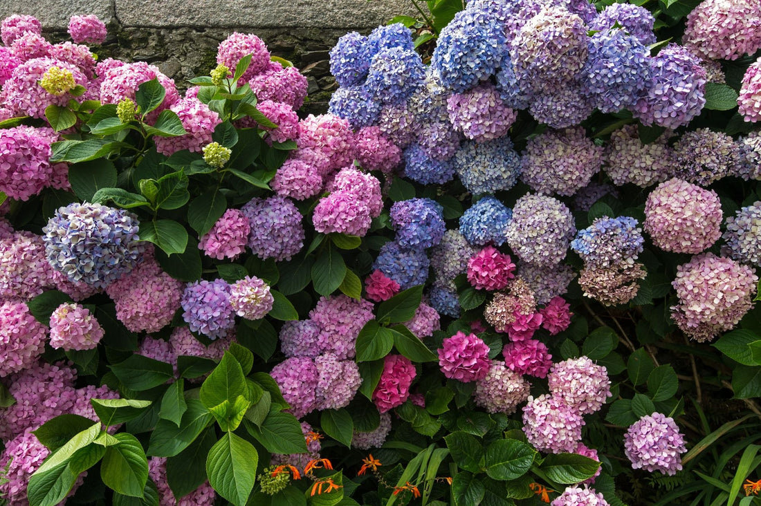 Hydrangeas: How to prune and change flower color