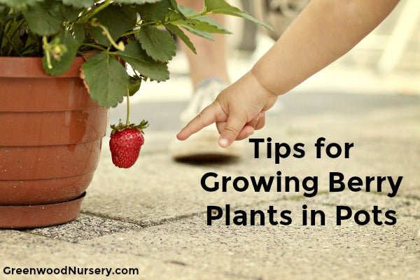 It’s the Berries: Growing Fruiting Plants in Containers