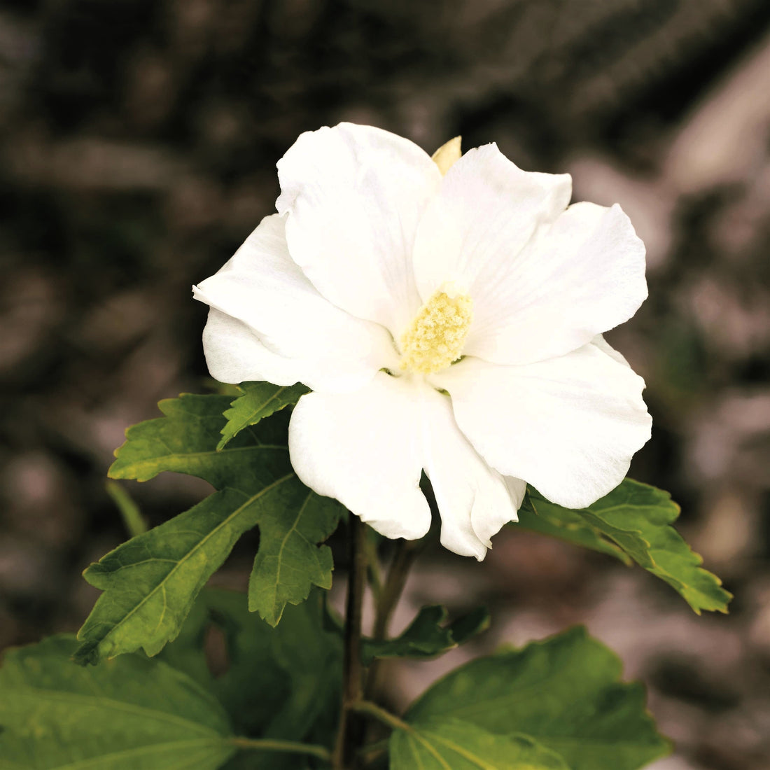 Making the Garden Safe for Pets and Children
