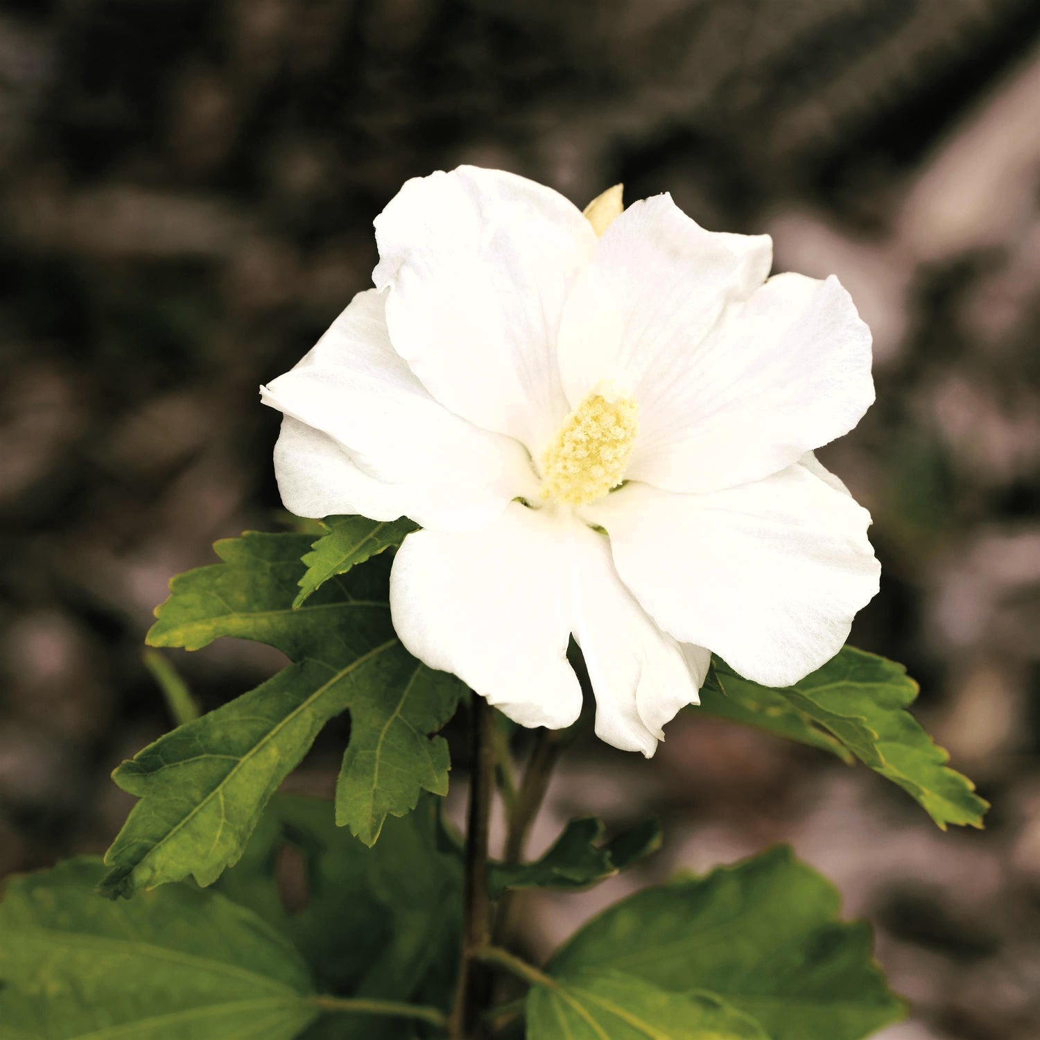 Making the Garden Safe for Pets and Children