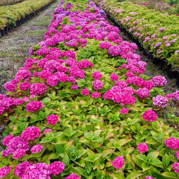 Plants That Make the Transition from Spring to Summer