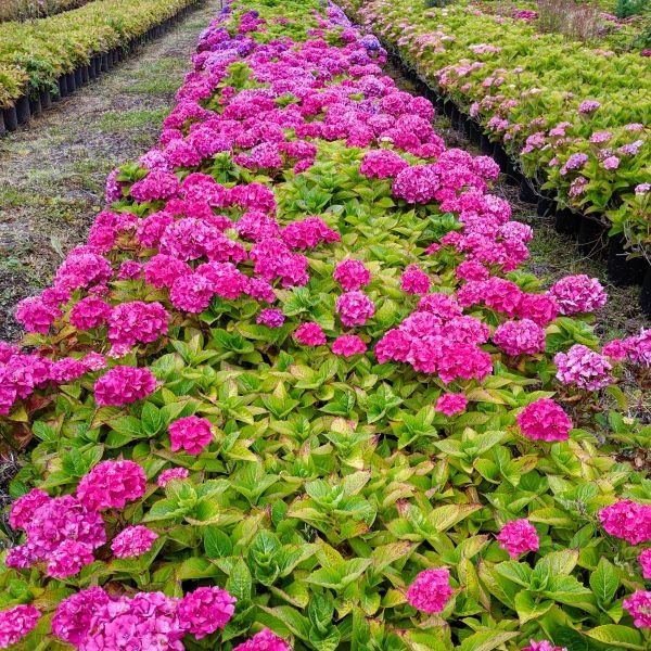 Butterfly bushes - a welcoming habitat for butterflies and hummingbirds