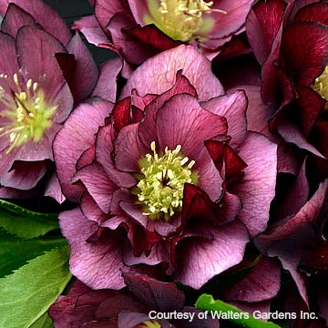 Growing Strawberry Plants