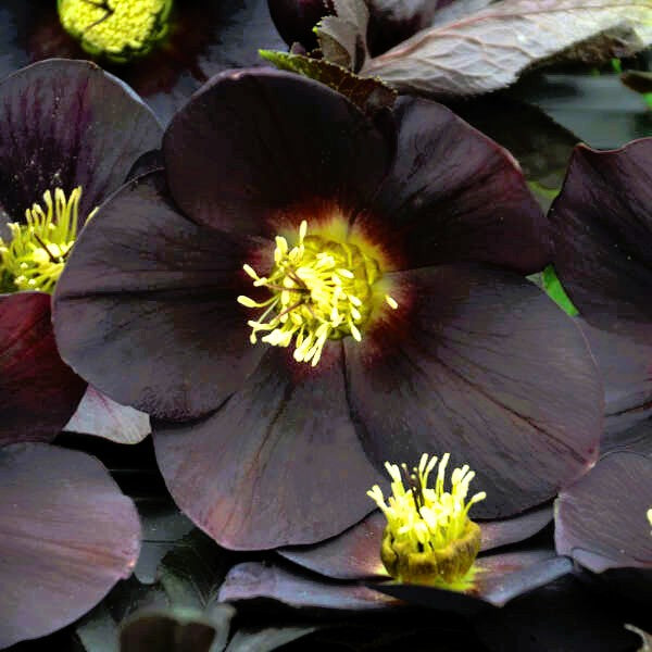 Where to Buy Plants Online