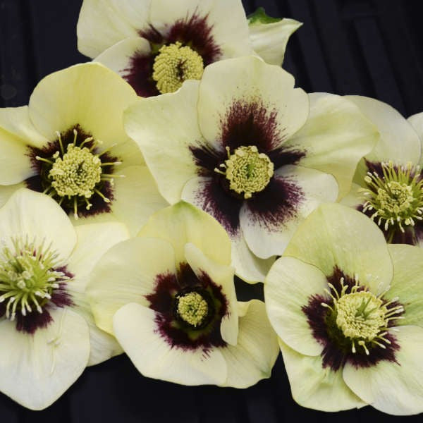 Add flair to landscape with these unusual plants