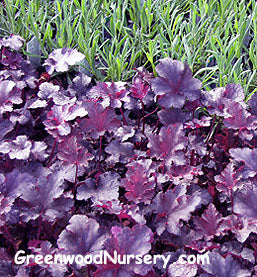 Why Mow Your Lawn When Lawn-Free Yard Alternatives are Available?