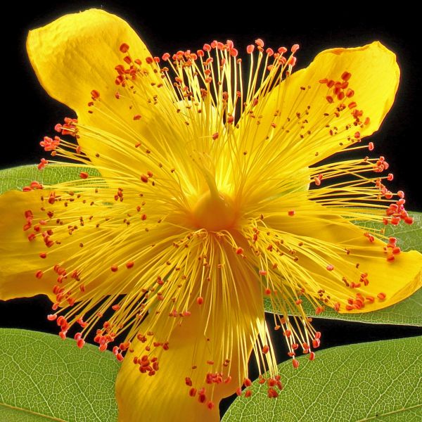 Protect Musa Basjoo Banana Plants Over Winter