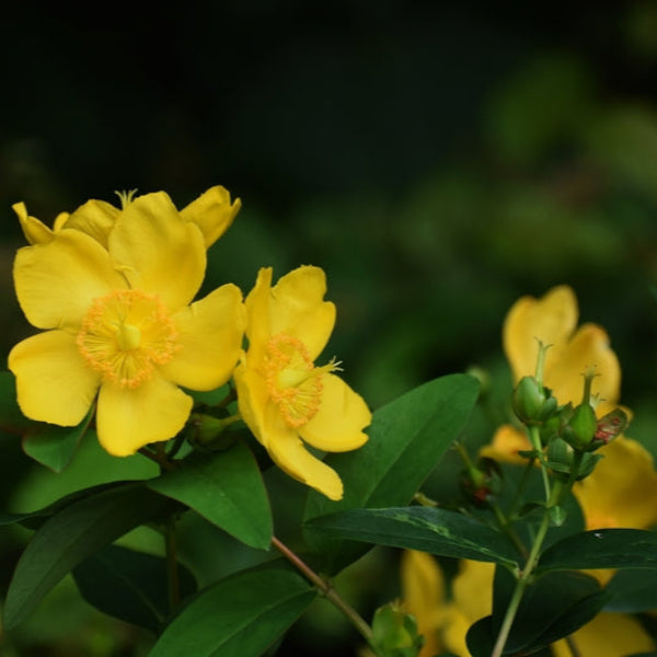 The Perfect Mix of Shade Garden Plants for Your Landscape