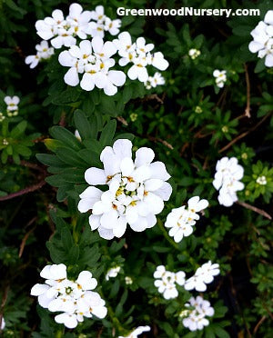 Plants for Your Pool Landscape