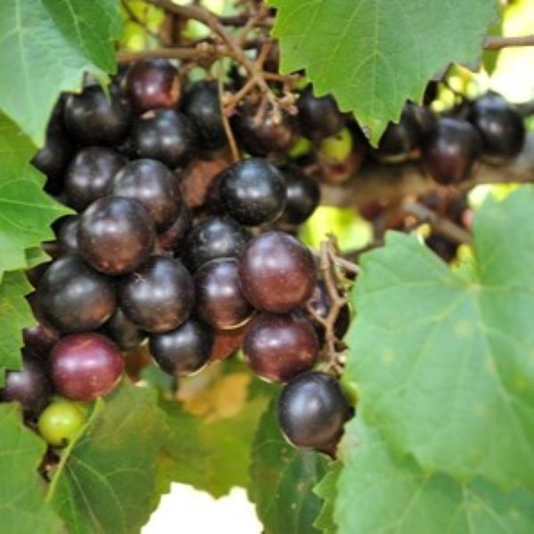 How to Add a Touch of France to Your Garden with our Best Plants for Fall Color