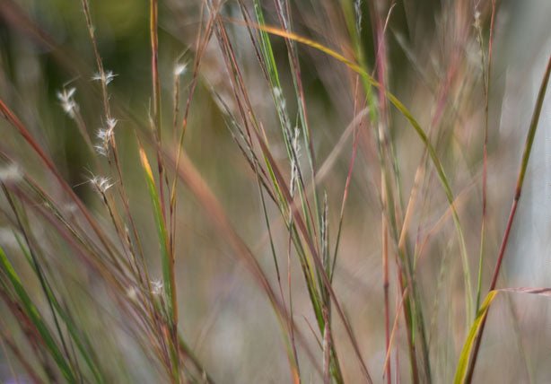 Schizachyrium scoparium Announced as 2022 Perennial Plant of the Year