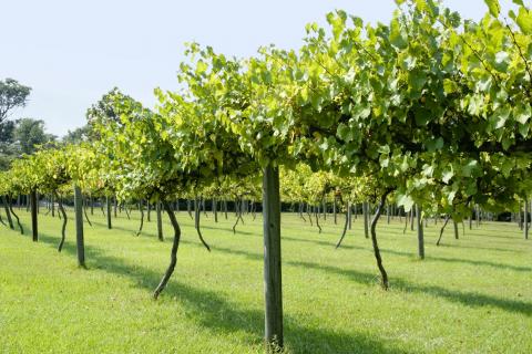 Planting Muscadines